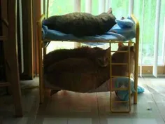 تخت دو نفره حیوانات