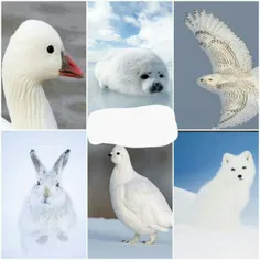تصاویر دیدنی از حیوانات قطبی و برفی