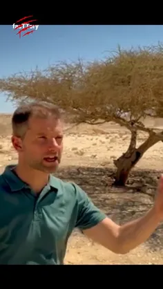 اقاقیای شاخ گاوی (bullhorn acacia)، درختی با خارهای متورم