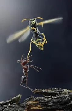 مورچه ای که سعی میکنه زنبور در حال پرواز رو به سمت پایین 