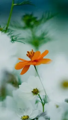 بهار، بین ماه‌هایش فرق می‌گذارد...