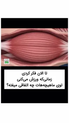 روند قویتر شدن ماهیچه ها به چه شکله