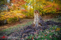 🌳🌲 تصاویر پارک جنگلی گلستان