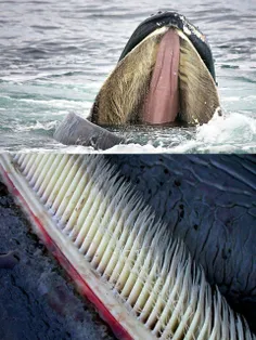 عجیب ترین دندان های جهان را وال آبی دارداین حیوان بزرگ بج