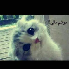 ﻻﻳﻚ ﺩاﺭﻩ ﻫﺎ