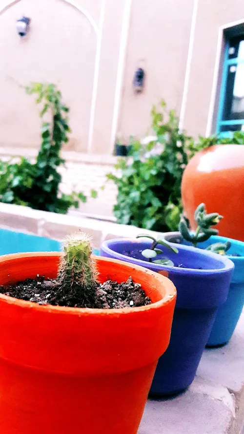 🌵🌿