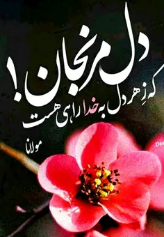 راز و نیاز عاشق 