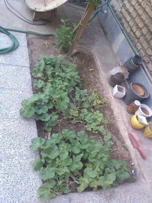 باغچه ام ،همش خربزه و هندونه کاشتم