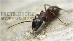 انزوا در مورچه‌ها چه تاثیری داره ؟!