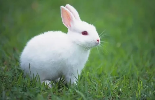 خرگوش سفید چشم قرمزی😘😘😍
