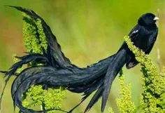 پرنده با ظاهر زیبا و عجیب و غریب #فردوس_برین