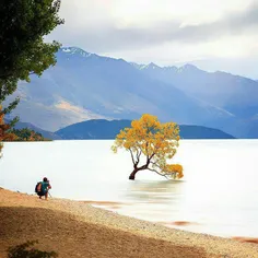 💜  درختی در میان دریاچه‌