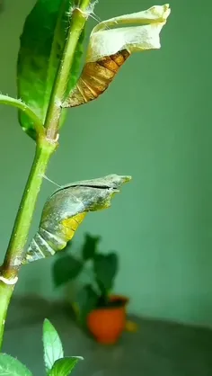 شفیره (pupa) در حشرات با دگردیسی کامل، لارو، پس از طی آخر