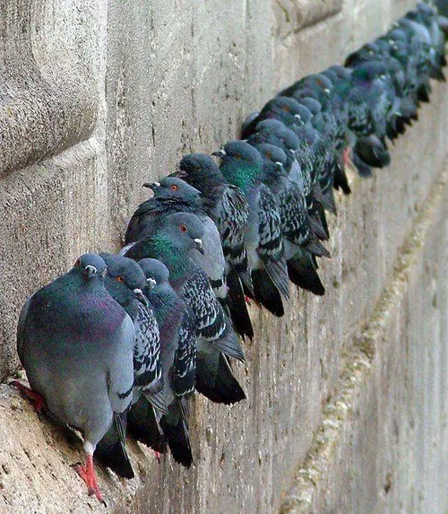 طبیعت حیوانات پرندگان زیبا کبوتر