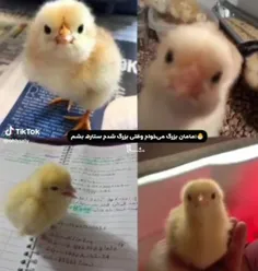 نههههههههه...😭🥺😭🥺😭🥺😭🥺🥺😭😭🥺😭🥺😭🥺😭🥺😭🥺😭🥺🥺😭🥺😭😭🥺🥺😭😭🥺🥺😭😥😢😭😥😢😭😥😭😢😥