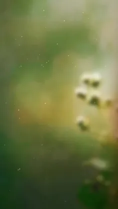 قرار دل بی شکیبم سلام