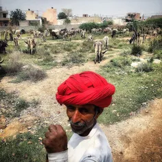An Indian herder looks on as he stands waiting for his bu