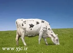 گاو شیرده
