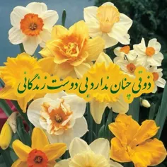 ❣ذوقی چنان ندارد 