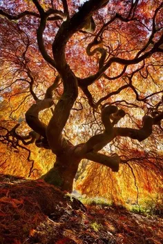 پاییز یک درخت