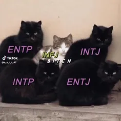 این پنج تا😂👍🏻 intj&entp&intp&infj&entj😎