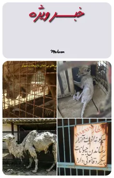 برای نجات جان حیوانات باغ وحش شیراز و جلوگیری از فاجعه عل