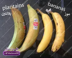 هیچ میدونستید بعضی از موزهایی که میخوریم موز نیستن🍌 😐 