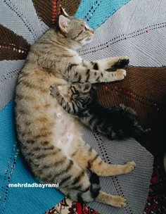 لحظه به هم رسیدن گربه به مادرش