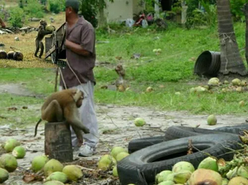 میمون ها در تایلند به مدرسه می روند میمون ها قابلیت بالای