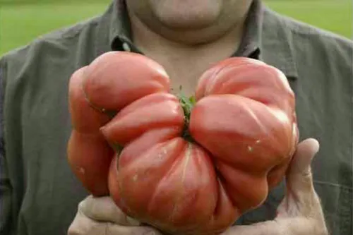 سنگین ترین گوجه جهان 3.814 کیلوگرم وزن دارد، توسط دن مک ک