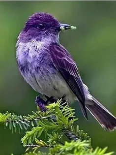 #حیوانات #پرنده_زیبا  ،