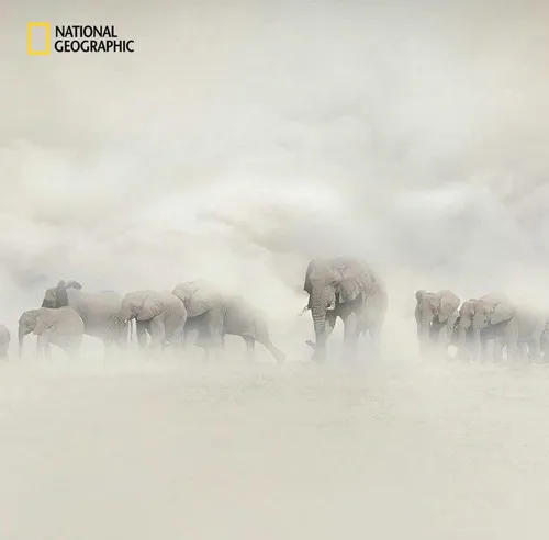 گروه فیل ها در میان طوفان شن