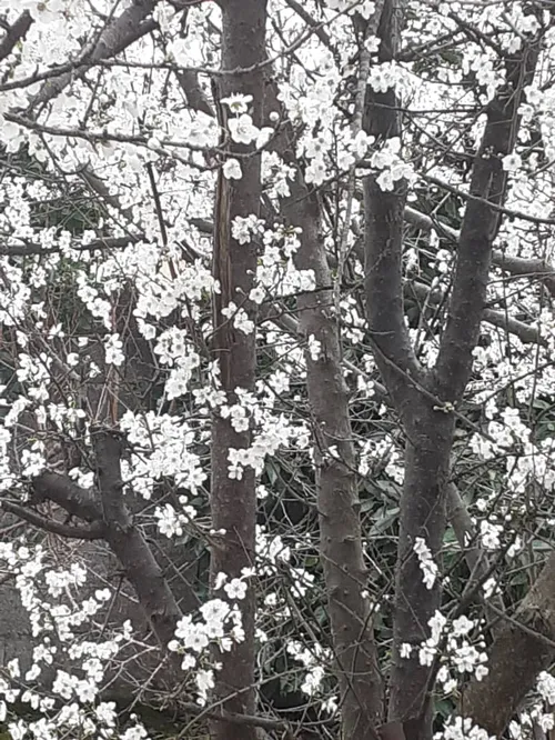 شکوفه های درخت آلوچه😍