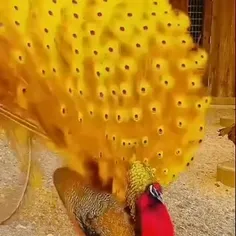 خودنمایی زیبای طاووس