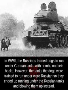 در جنگ جهانی دوم روس ها با پوشاندن لباس مجهز بمب، سگ های 