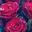 donya13_77