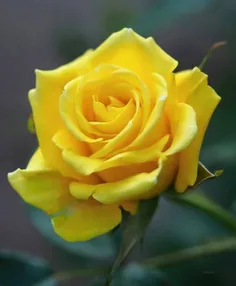 #yellow_roses