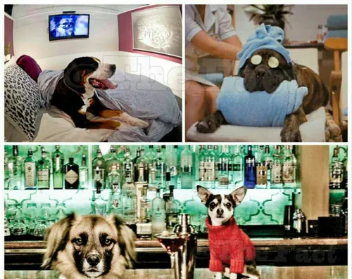 هتلی در کالیفرنیا برای سگ ها