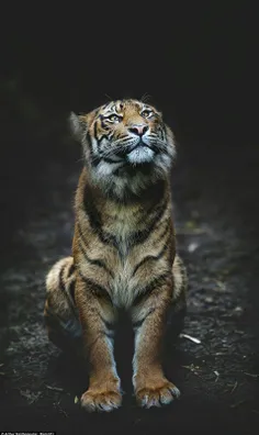 #Tiger
