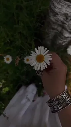 هر وقت که به یه گل بابونه نگاه میکنم احساس میکنم هر گلبرگ