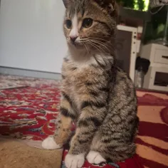 پناه جان من