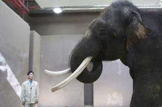 این فیل 22 ساله آسیایی در کره جنوبی باعث تعجب دانشمندان ش