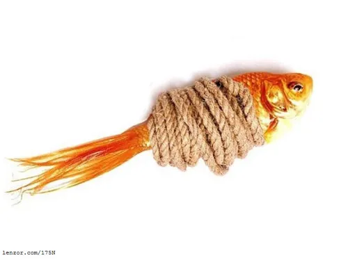 ماهی اسارت طناب بند
