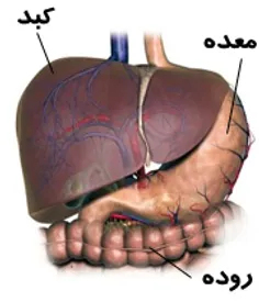 کبد