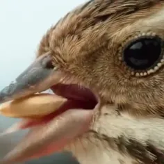 دانه‌خوردن پرنده از نمای نزدیک...😍