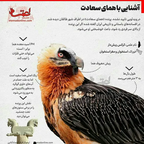 این همای پرنده ای افسانه ای ایران زمین هست.