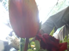 این گل رو خودم با گوشیم عکس گرفتم تقدیم به آلنازم ....و د
