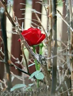 به کانال تلگرام دیجی میهن ملحق شوید