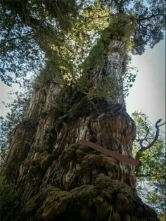 کهنسال‌ترین درخت با عمر بیش از 3500 سال با طول بیش از 60 