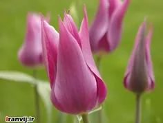 گل کمیاب در ایران4